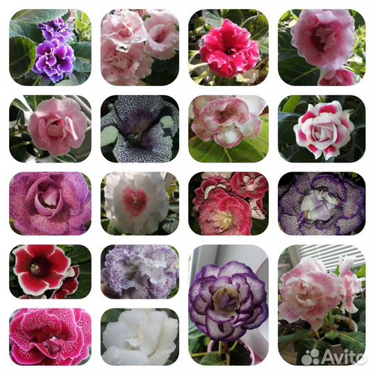 Семена глоксиний