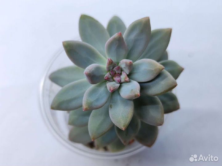 Садики суккулентов 200