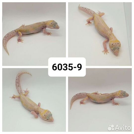 Эублефары, инкубация под самок