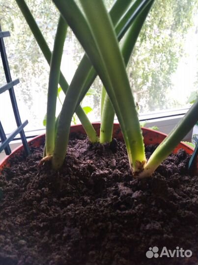 Эухарис амазонская лилия