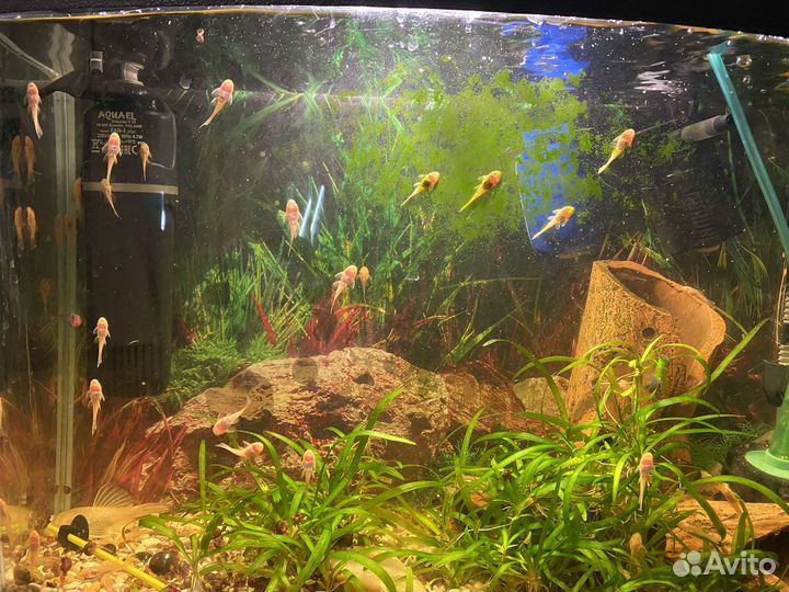 Аквариумные рыбки