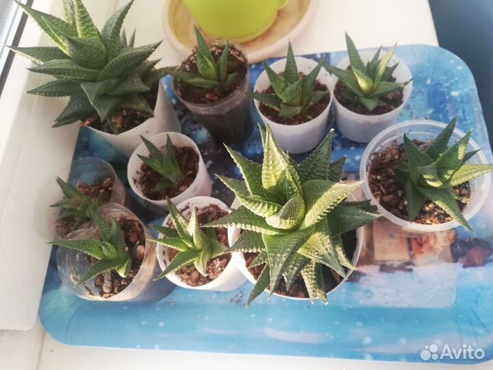 Кактусы и суккуленты