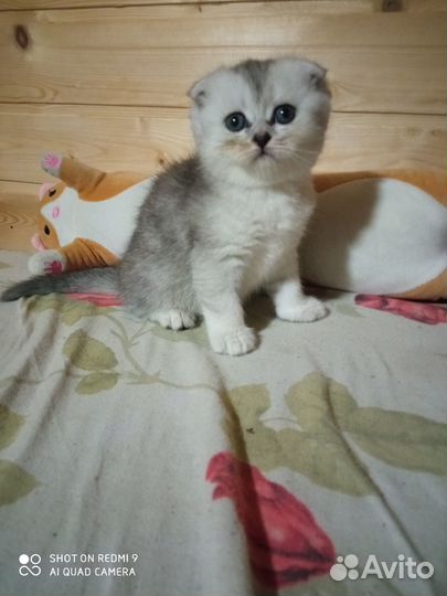 Шотландские прямоухие и вислоухие котята девочки