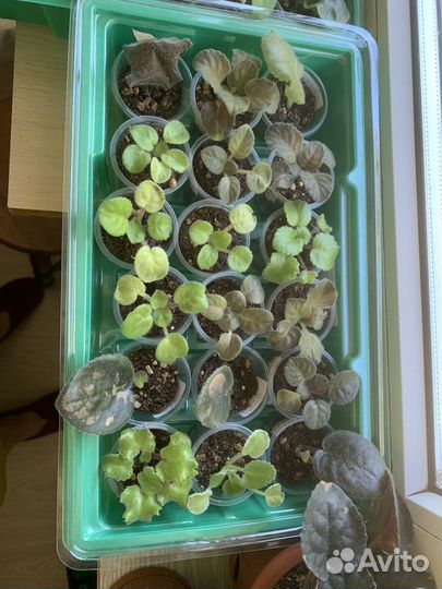 Сортовые фиалки