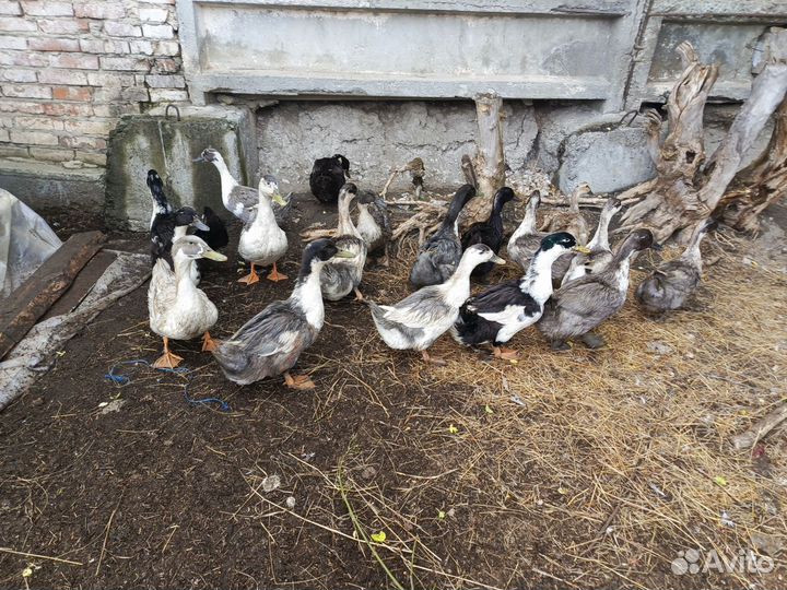 Утки голубой фаворит