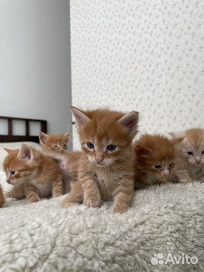 Котята девочки в добрые руки