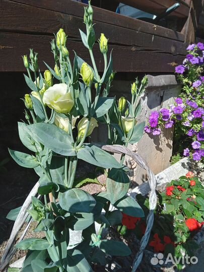 Эустома в горшке, бальзамины