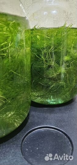 Роголистник в аквариум