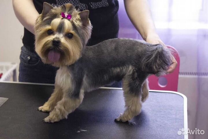 Груминг-стрижка-передержка декоративных пород