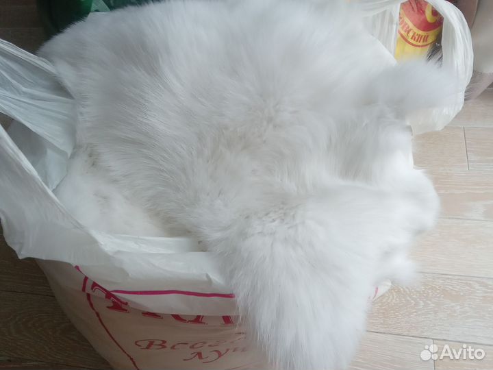 Белый песец лоскут