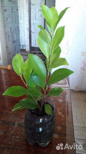 Домашние цветы