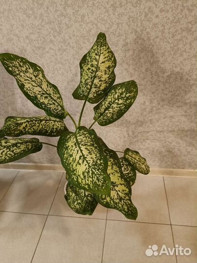 Диффенбахия