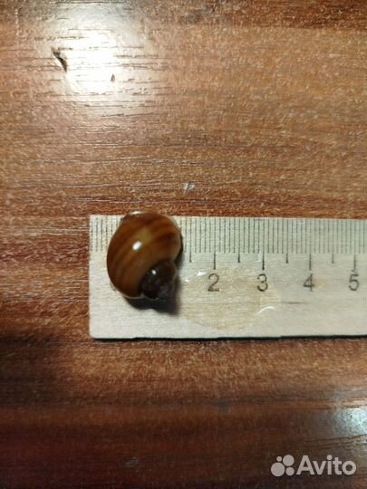 Улитки аквариумные ампулярии