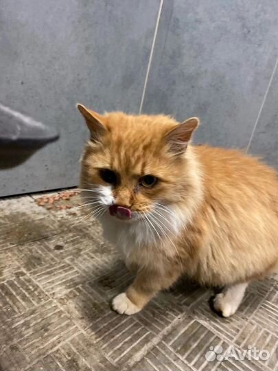 Бездомный котик в добрые руки