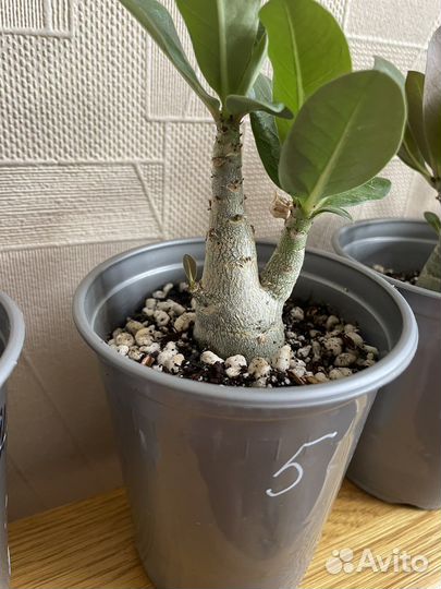 Адениум арабикум