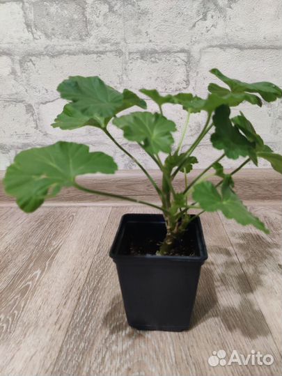 Пеларгония герань