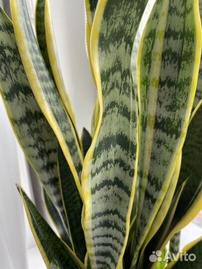 Сансевиерия лауренти сортовая
