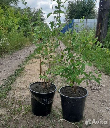 Снежноягодник