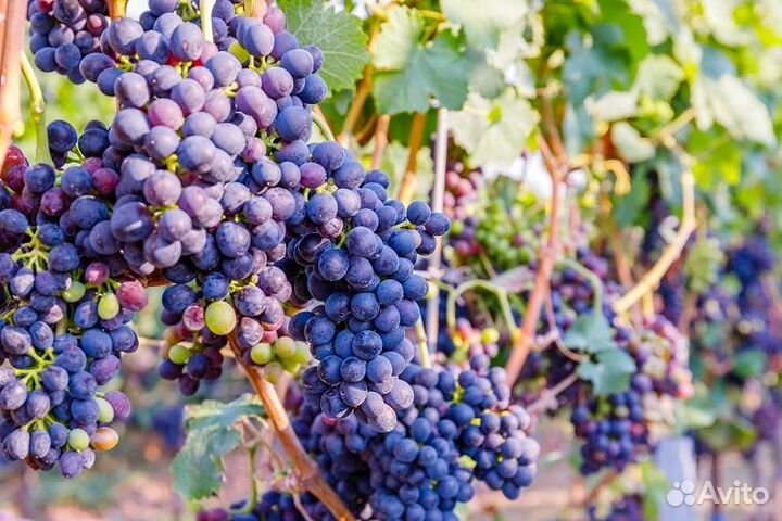 Виноград Шираз