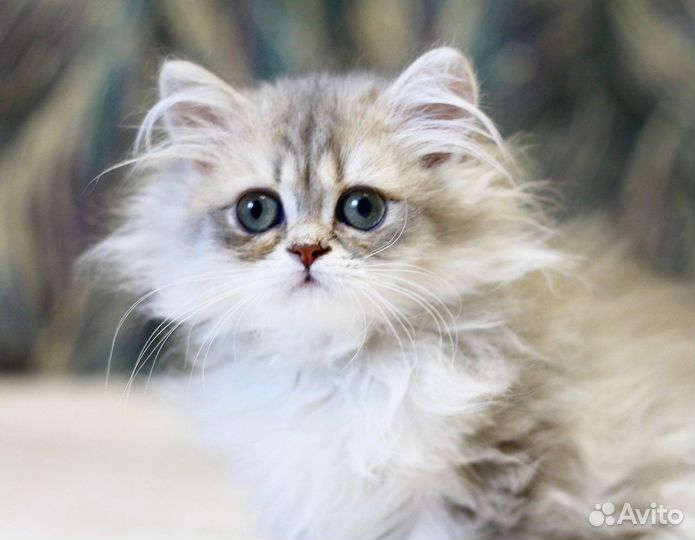 Зеленоглазая совушка