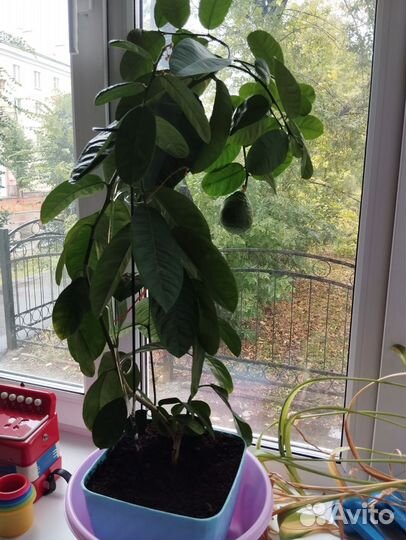 Комнатные лимонные деревья