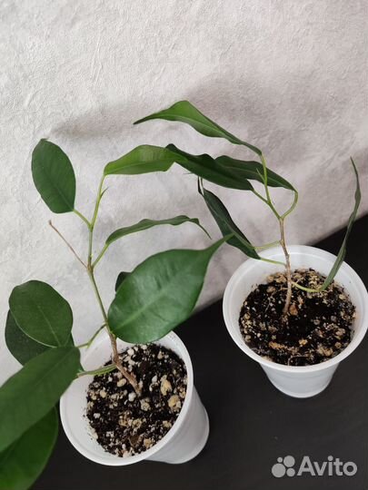 Фикус бенджамина высота 86см от пола