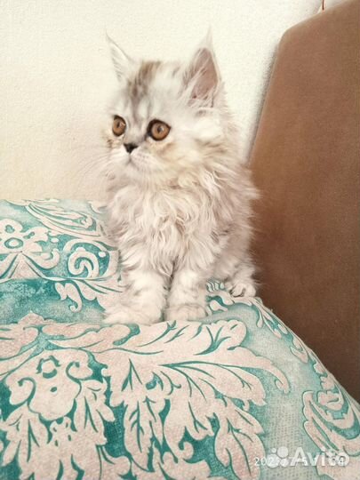 Персидская кошечка