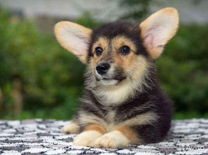 Ветеринар. Круглосуточно,выезд