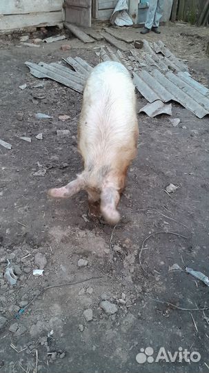 Хряк на племя