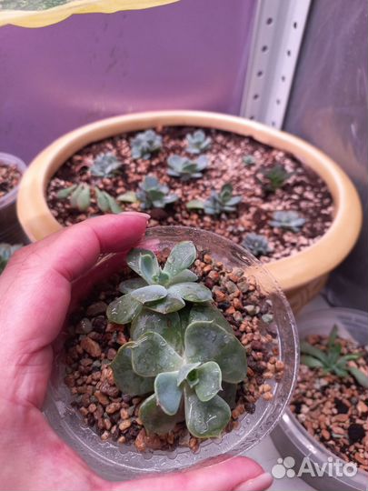 Набор суккулентов в аккуратном керамическом кашпо