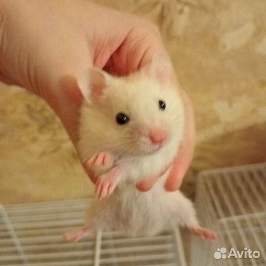 Сирийский хомяк малыш