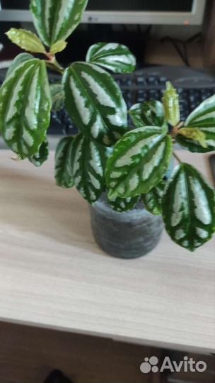 Пилея кадье