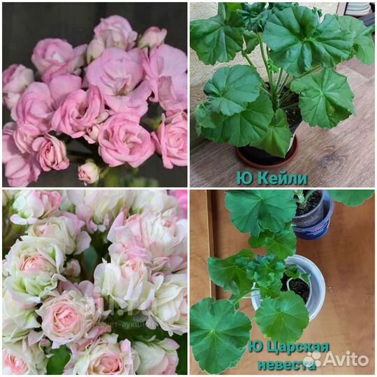 Сортовые пеларгонии