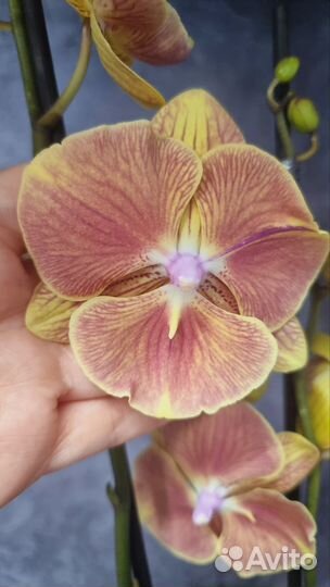 Нон лип, персиковый, 2 цв