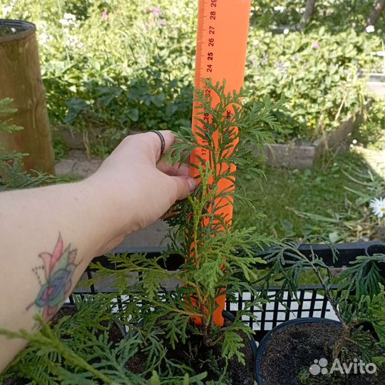 Саженцы туя брабант для изгороди