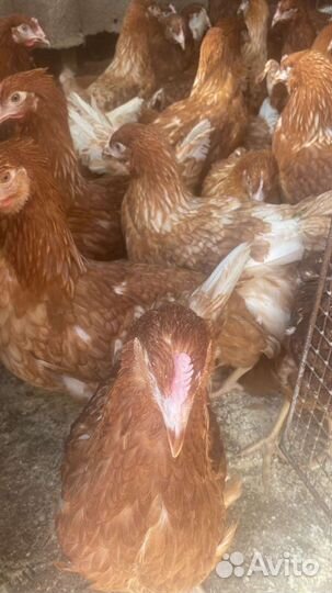 Куры молодки