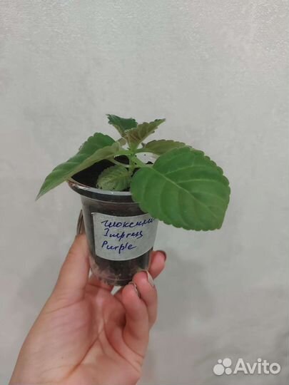 Глоксиния Импресс Парпл