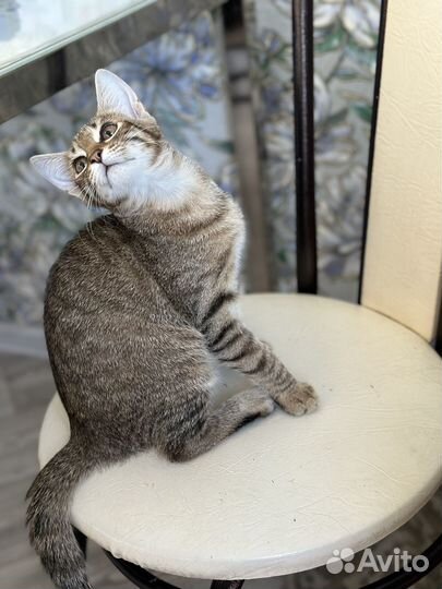 Котенок Кошка девочка