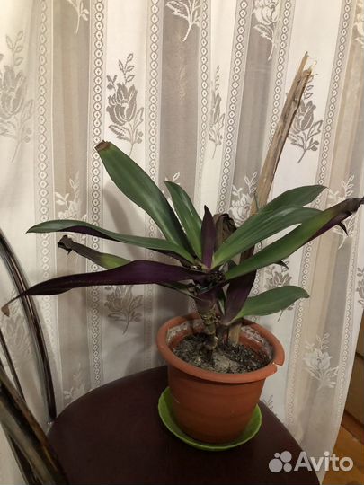 Комнатные цветы в горшках