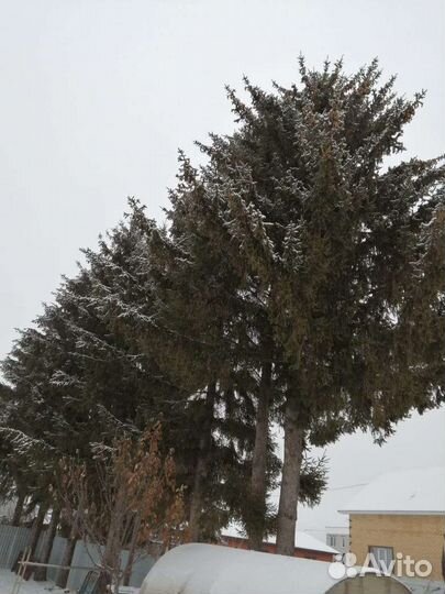 Ель живая