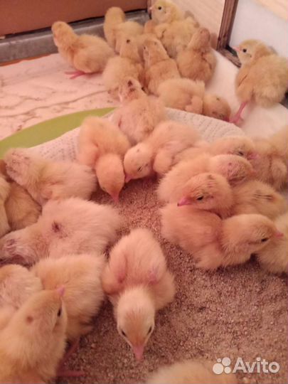 Техасские перепела