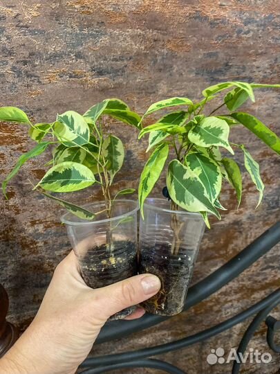 Фикус Бенджамина Голден кинг