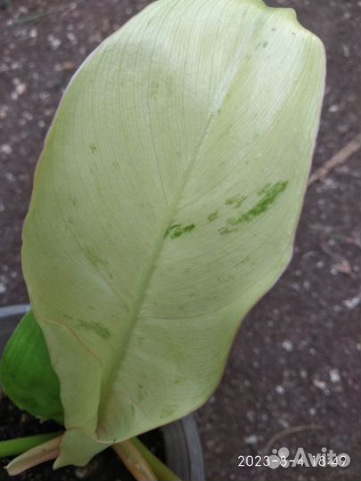 Филодендрон Джангл Февер Сноудрифт (Jungle Fever