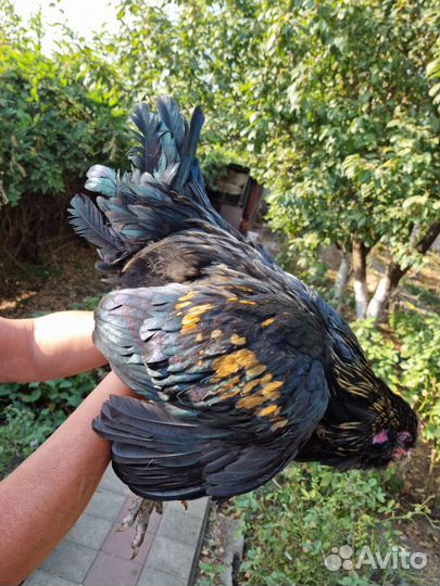 Петухи породы Ухей-Илюй, Легбар, Амираукан