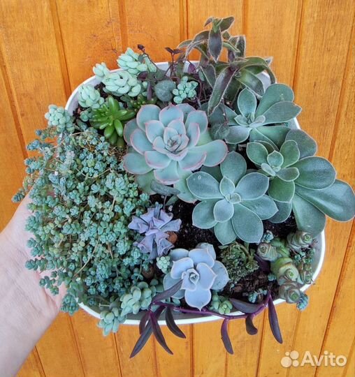 Мини садики. Суккуленты