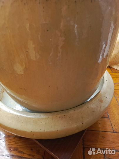 Замиокулькас великолепный, долларовое дерево