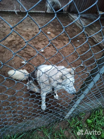 Отдадим собак хаски