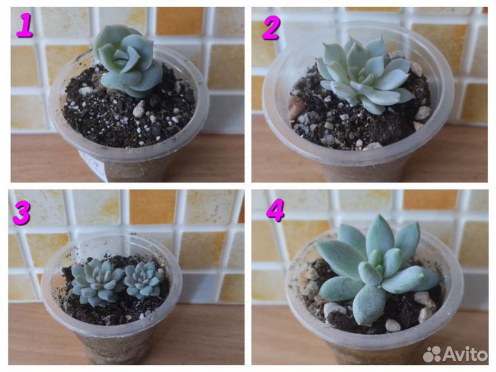 Суккуленты разные