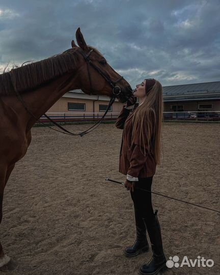 Лошадь для фотосессии