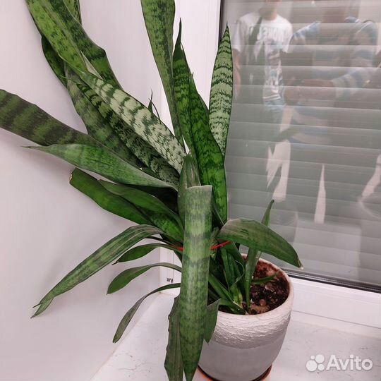 Отдам бесплатно цветы